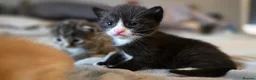 Mixed Breed cats for sale: 3 gorgeous kittens looking for their forever homes - Advert 2