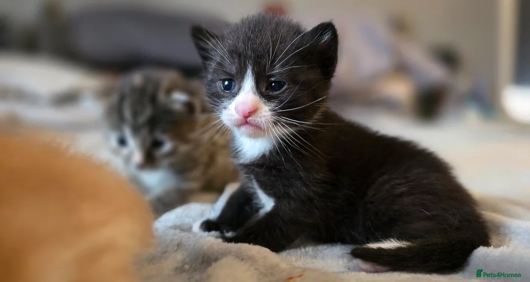 Mixed Breed cats for sale: 3 gorgeous kittens looking for their forever homes - Advert 2
