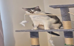 Mixed Breed cats for sale: 2 year old female  - Image 4