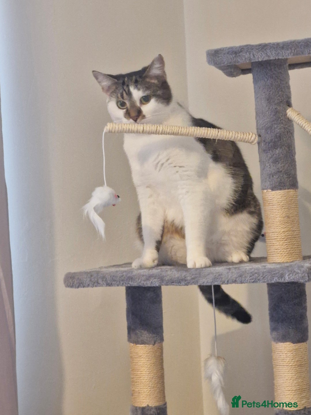 Mixed Breed cats for sale: 2 year old female  - Image 4