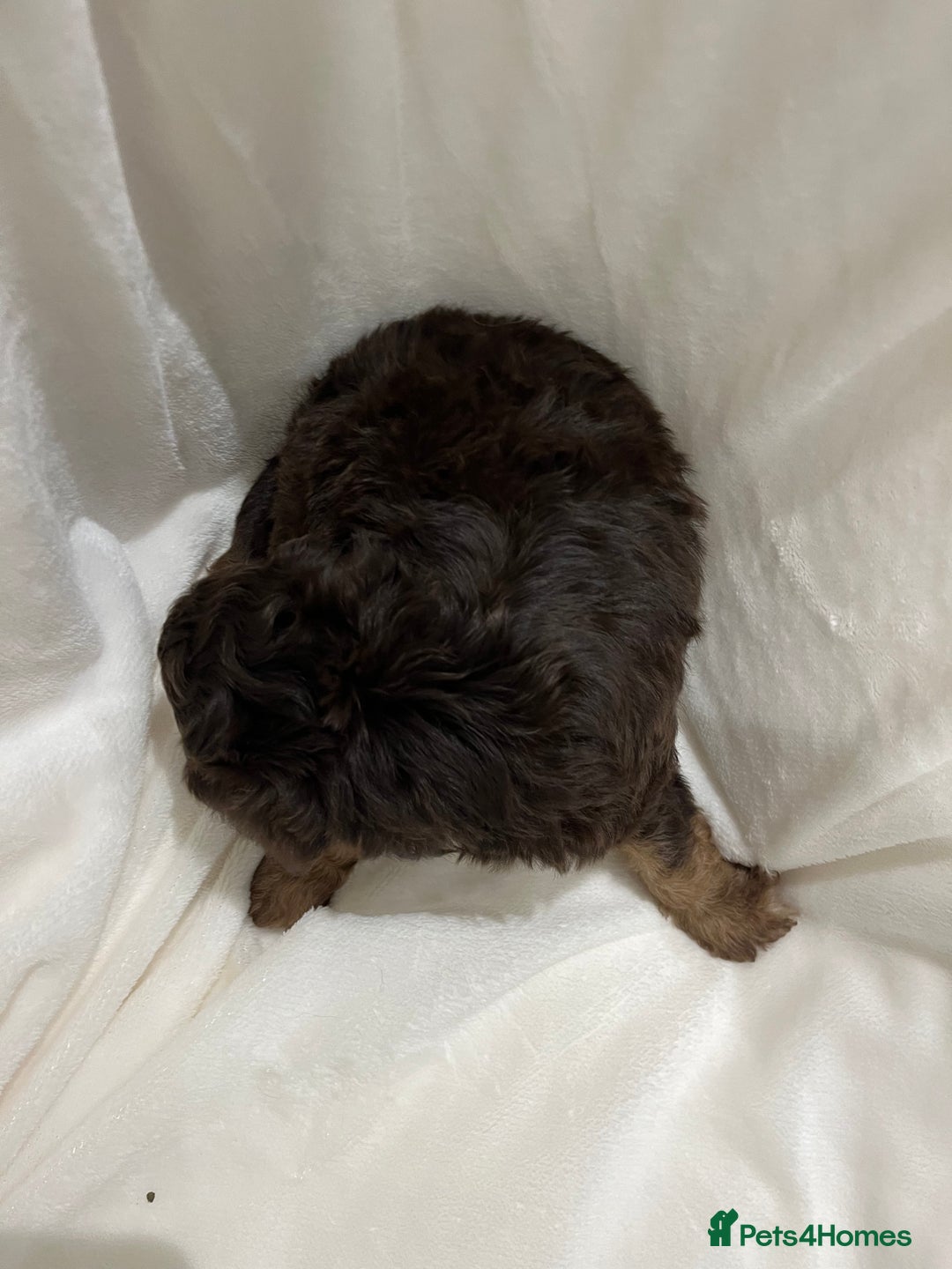 Cavapoo dogs for sale: Rare extensively health tested chocolate cavapoos - Advert 13