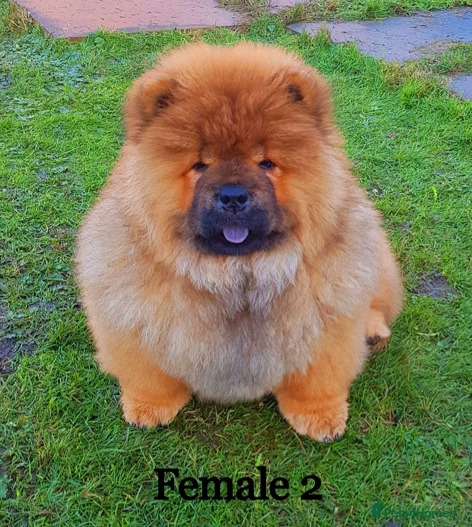 New Chow Chow puppies for sale Pets4Homes