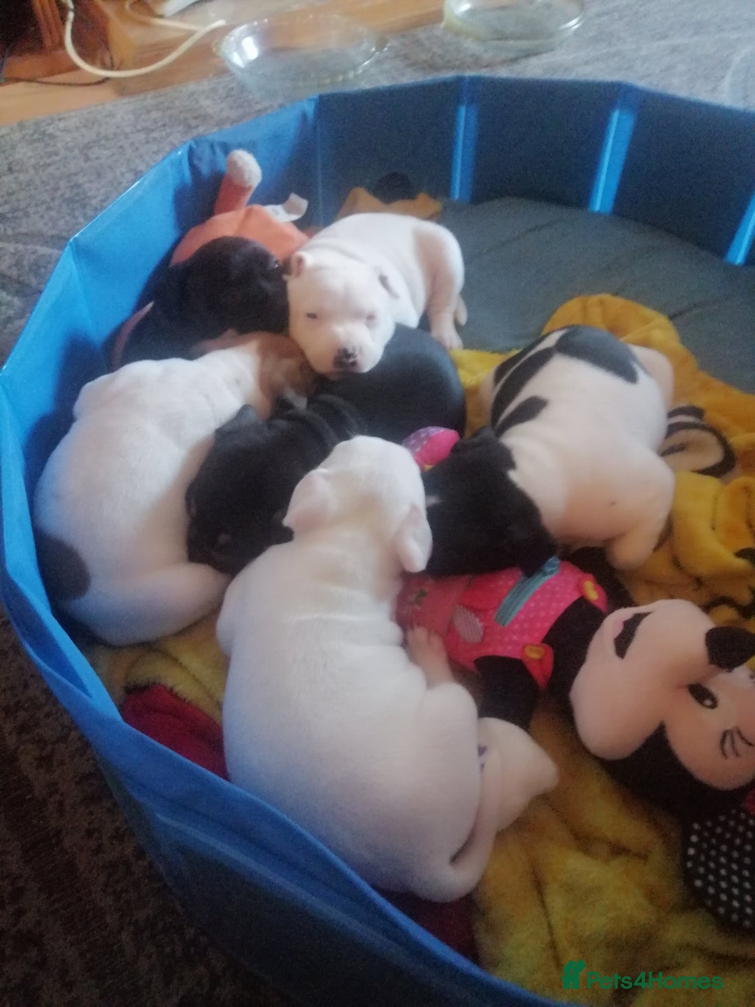 Mixed Breed dogs for sale: Beautiful staffy cross pups  - Advert 11