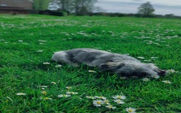 Shih Tzu dogs for sale: Shih-tzu - Image 5