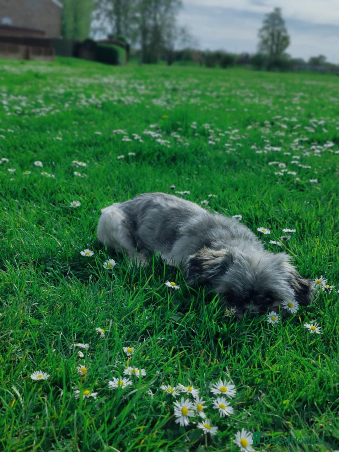 Shih Tzu dogs for sale: Shih-tzu - Image 5
