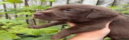 Labrador Retriever dogs for sale: Outstanding choc Labs COI 1% full Health status  in Carlisle - Advert 8