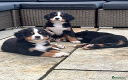 Bernese Mountain Dog dogs for sale: KC Bernese Pups – Calm, Loving & Ready Soon - Image 10