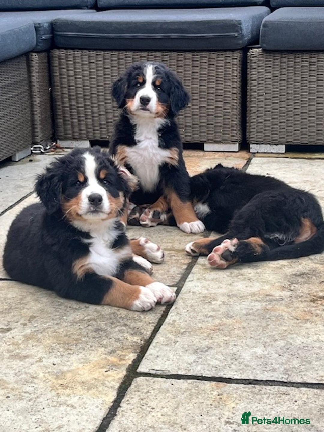 Bernese Mountain Dog dogs for sale: KC Bernese Pups – Calm, Loving & Ready Soon - Image 10