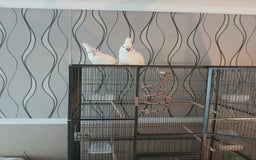 Cockatoo birds for sale: Cockatoos for sale  - Image 2
