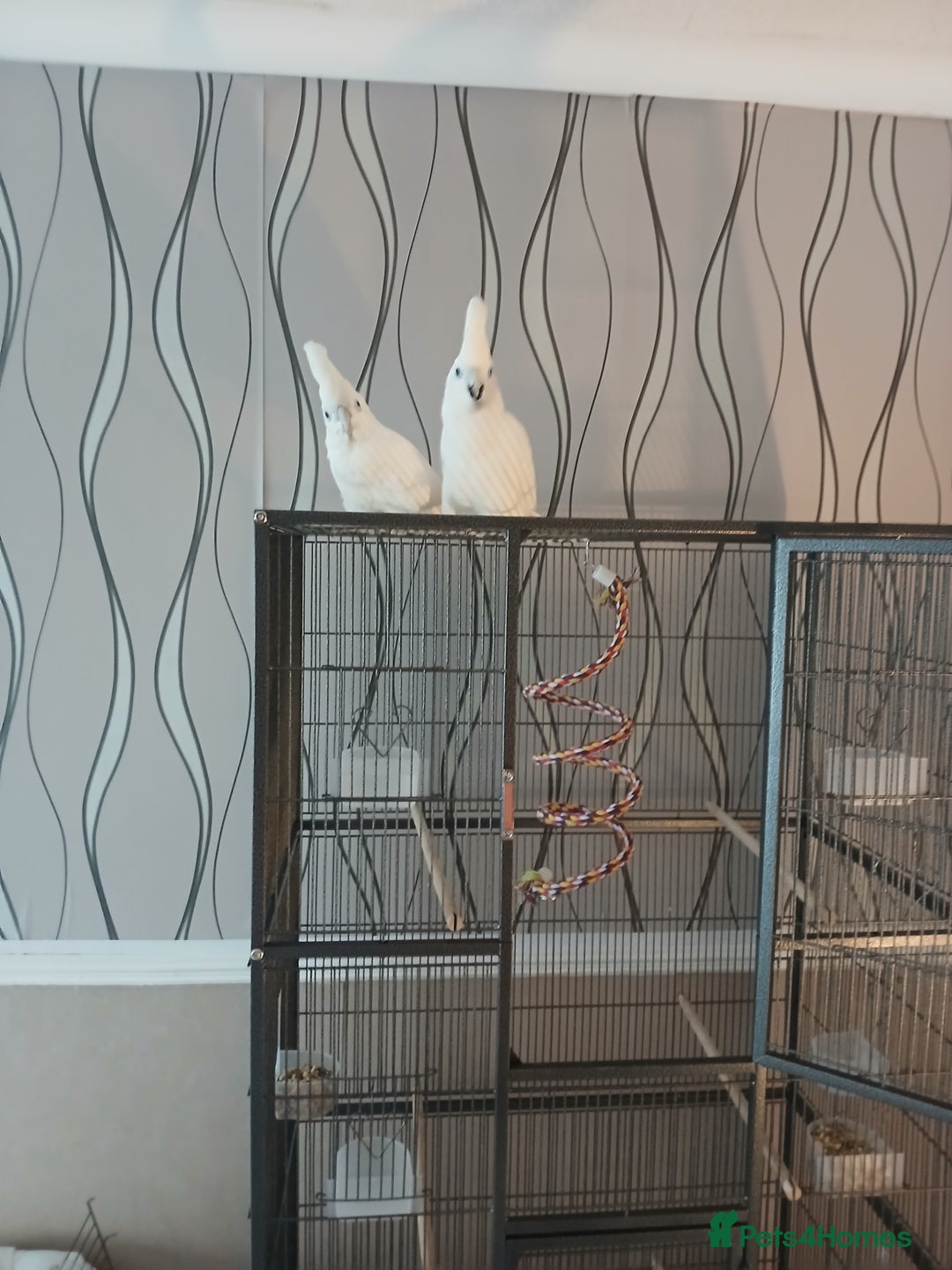 Cockatoo birds for sale: Cockatoos for sale  - Image 2