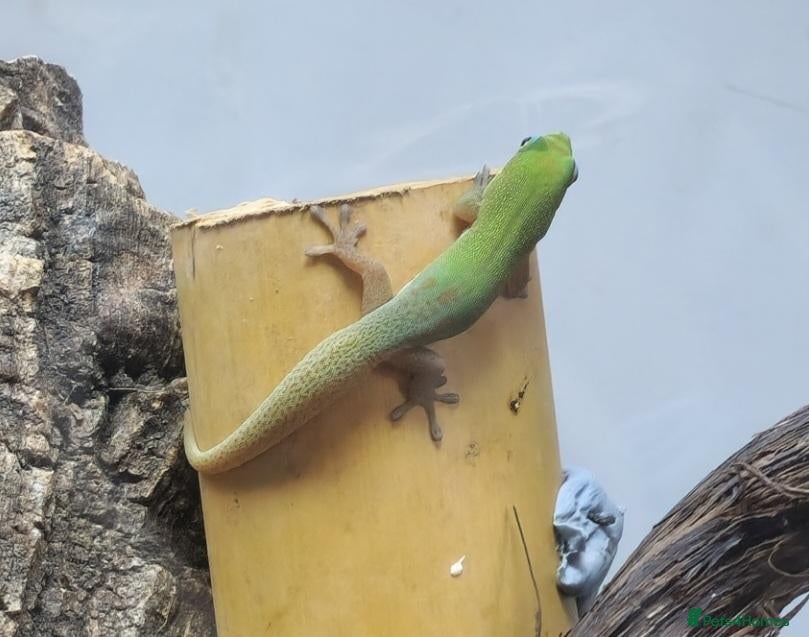 Gecko reptiles Gold Dust Day Gecko Babies - Advert 2