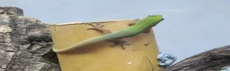 Gecko reptiles for sale: Gold Dust Day Gecko Babies - Advert 1