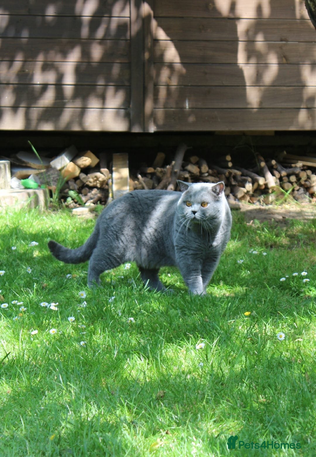 British Shorthair cats for sale: Ready Now British shorthair Amazing kittens - Advert 8