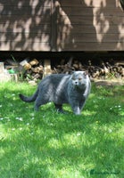 British Shorthair cats Ready Now British shorthair Amazing kittens - Advert 9