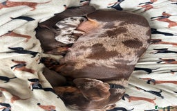 Dachshund dogs for sale: BEAUTIFUL Miniature Dachshund's  - Image 13