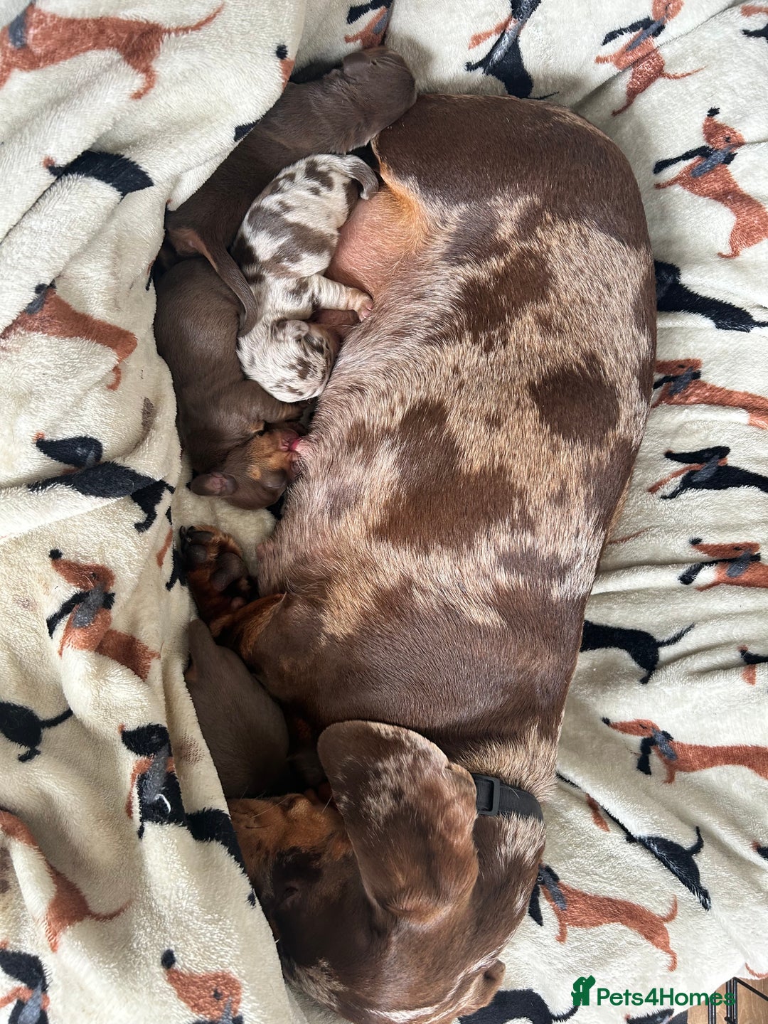 Dachshund dogs for sale: BEAUTIFUL Miniature Dachshund's  - Image 13