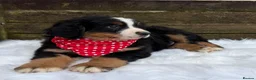 Bernese Mountain Dog dogs for sale: KC Beautiful Bernese  - Advert 19