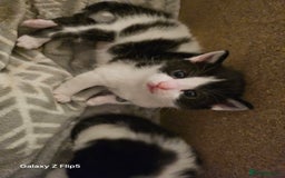 Mixed Breed cats for sale: Fluffy black and white. - Image 5