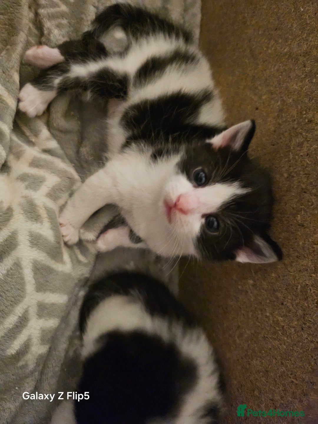 Mixed Breed cats for sale: Fluffy black and white. - Image 5