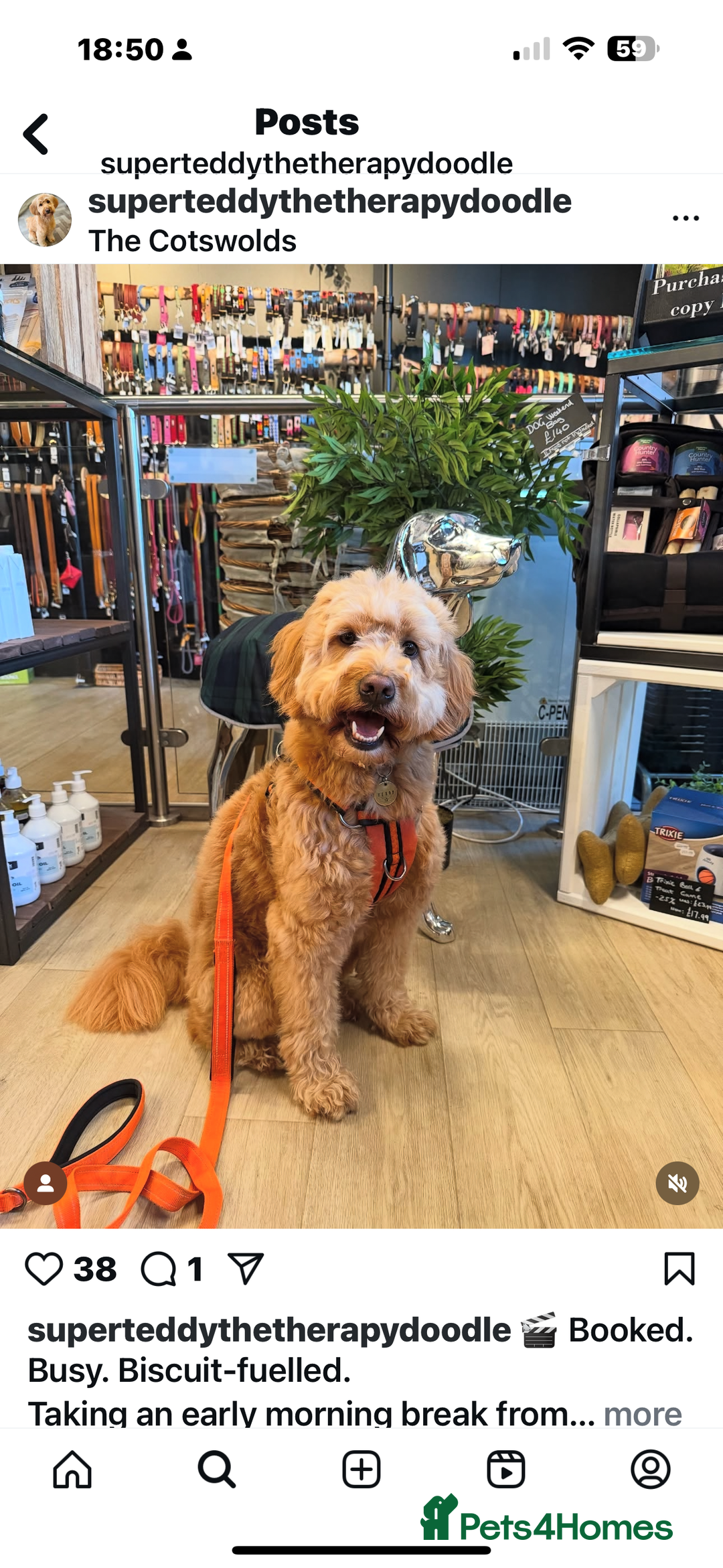 Goldendoodle dogs for sale: Stunning f1 Mini Goldendoodles Family Raised - Image 14