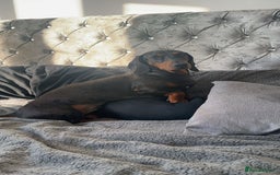 Dachshund dogs for stud: Stunning Otis for stud  in Mexborough - Image 3