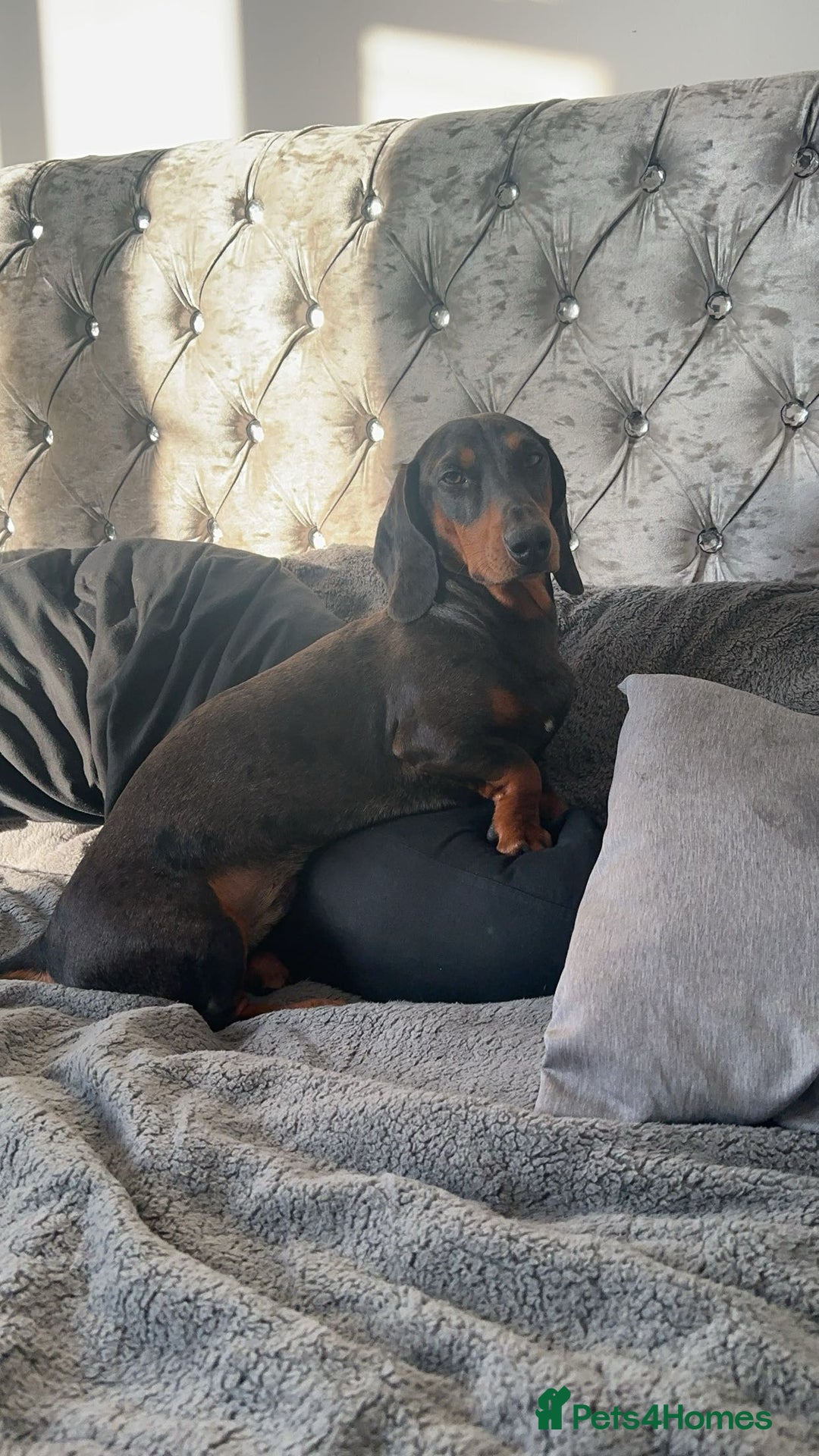 Dachshund dogs for stud: Stunning Otis for stud  in Mexborough - Image 3