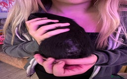 Guinea Pig rodents for sale: 4x Male Guinea pigs - Advert 9