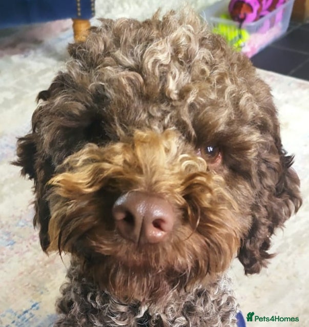 Lagotto Romagnolo dogs Italian water dog/lagotto romagnolo  - Advert 2