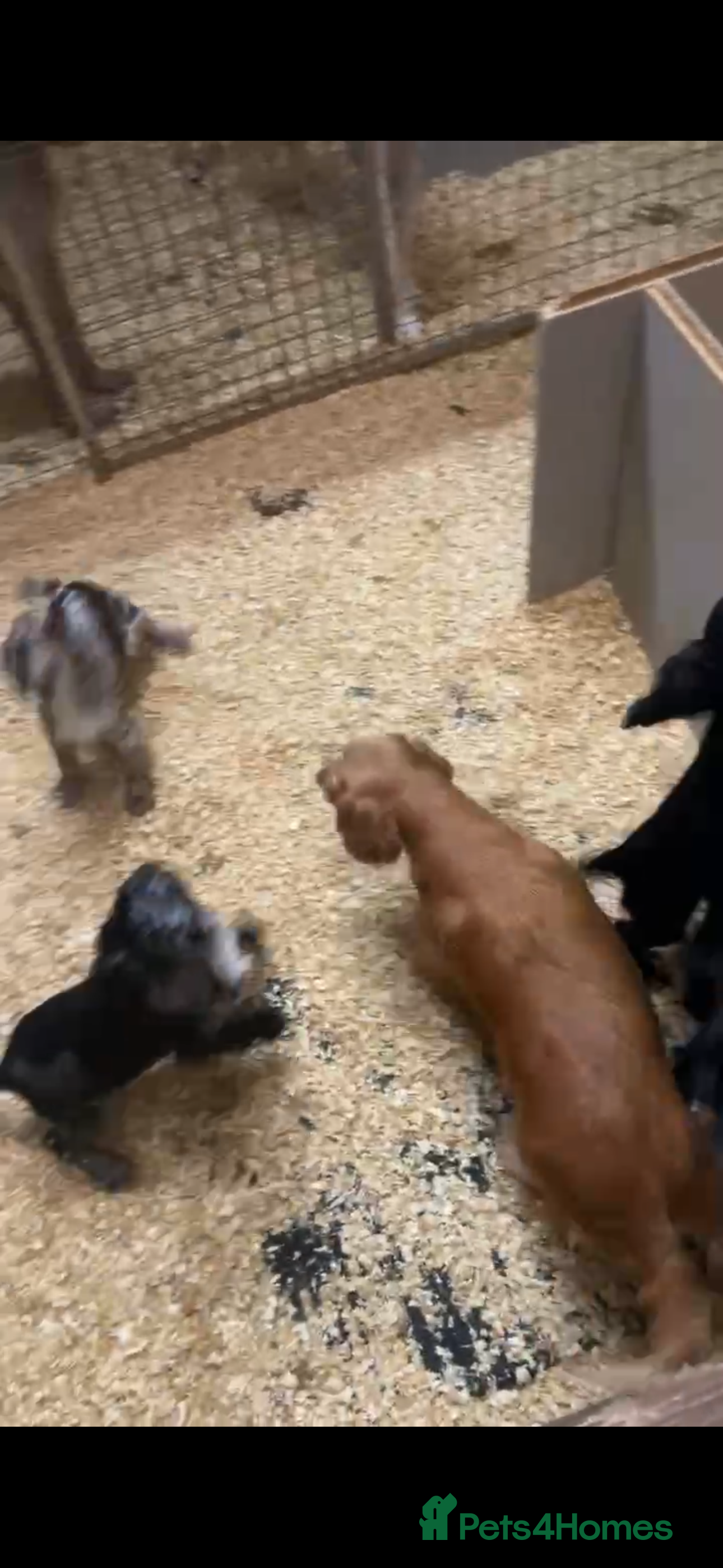 Cocker Spaniel dogs 2 cocker spaniel  - Advert 2