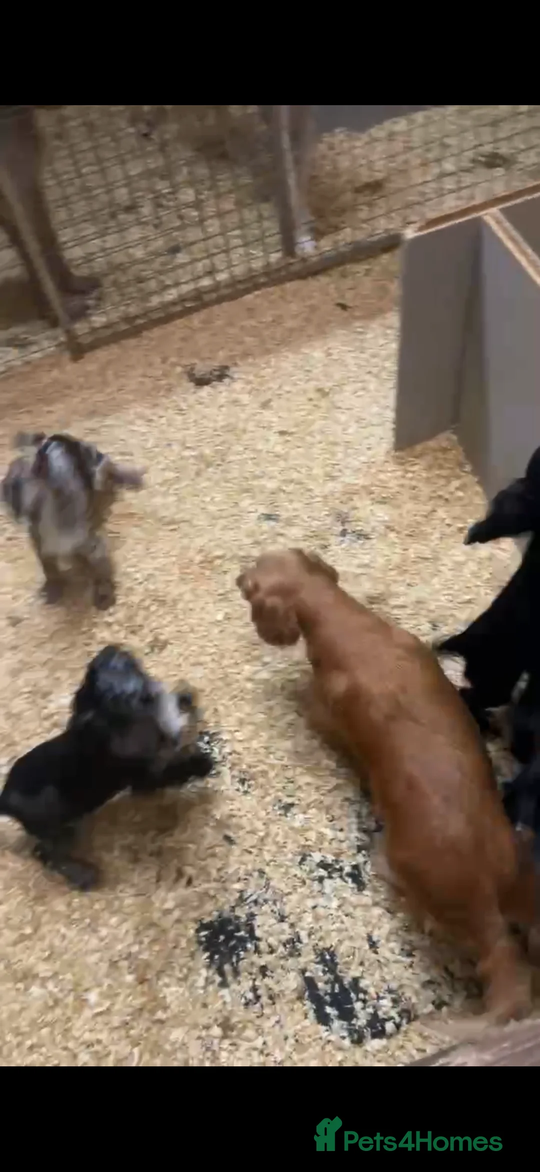 Cocker Spaniel dogs for sale: 2 cocker spaniel  - Advert 1