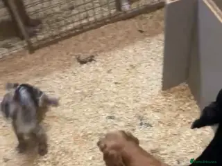 Cocker Spaniel dogs 2 cocker spaniel - Advert 2