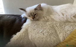 Ragdoll cats for sale: Beautiful GCCF Female Ragdoll - Image 4