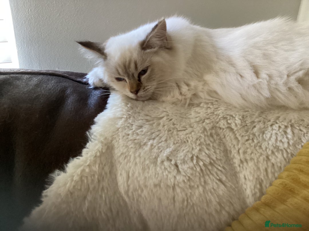 Ragdoll cats for sale: Beautiful GCCF Female Ragdoll - Image 4