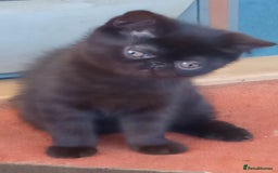 Exotic cats for sale: GCCF Registered Kittens  - Image 8