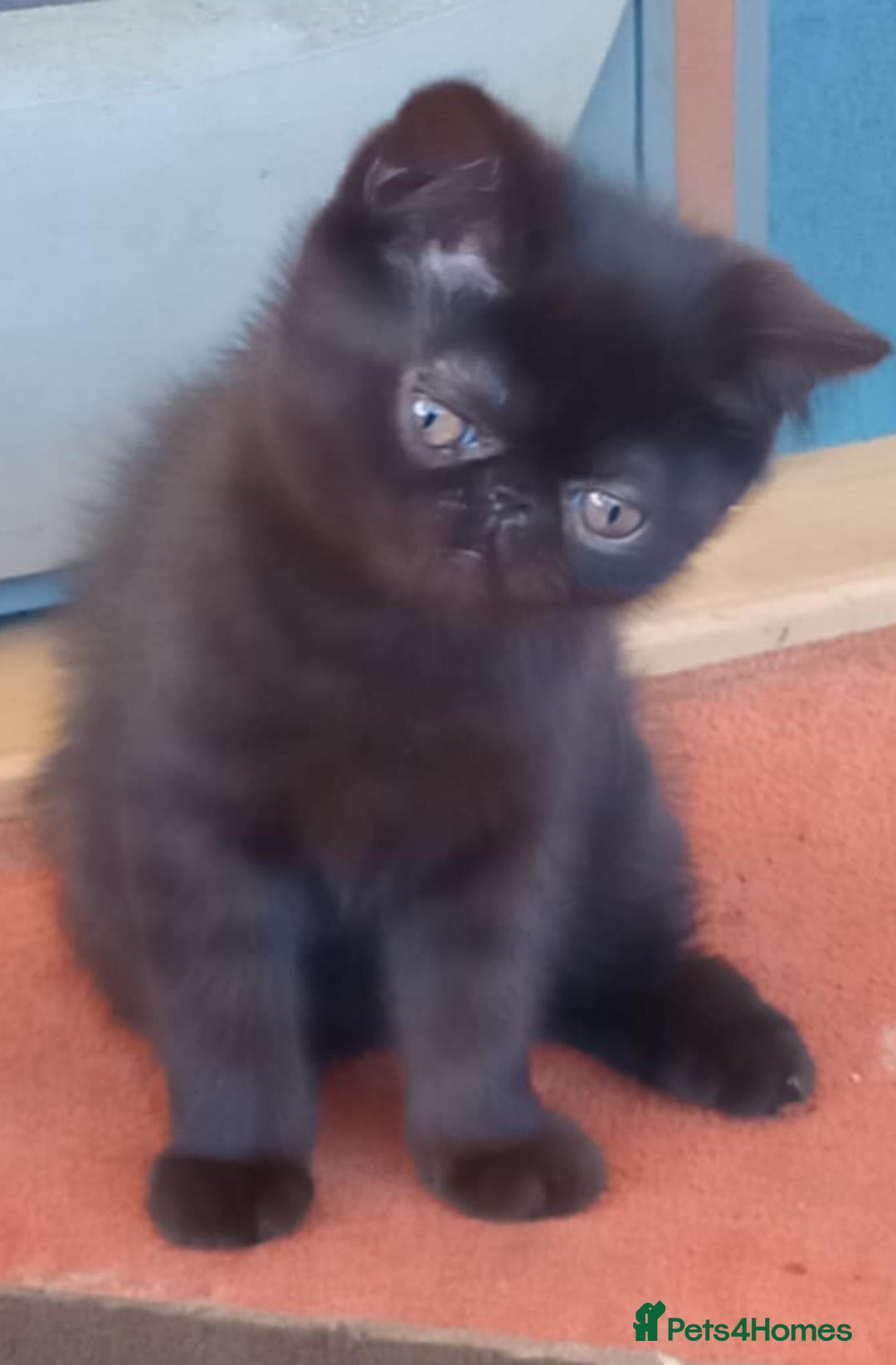 Exotic cats for sale: GCCF Registered Kittens  - Image 8