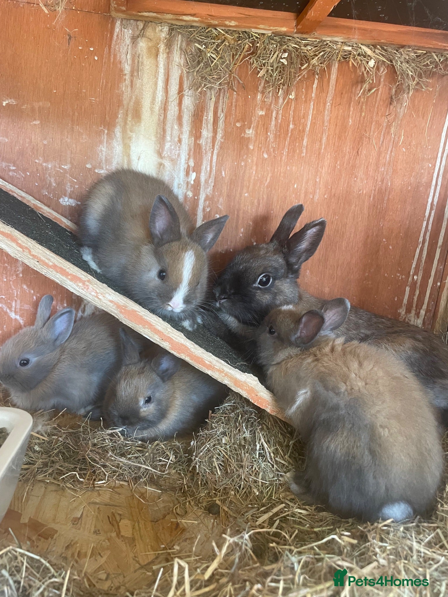 Netherland Dwarf rabbits Beautiful Netherlands dwarfs for sale!! - Advert 1