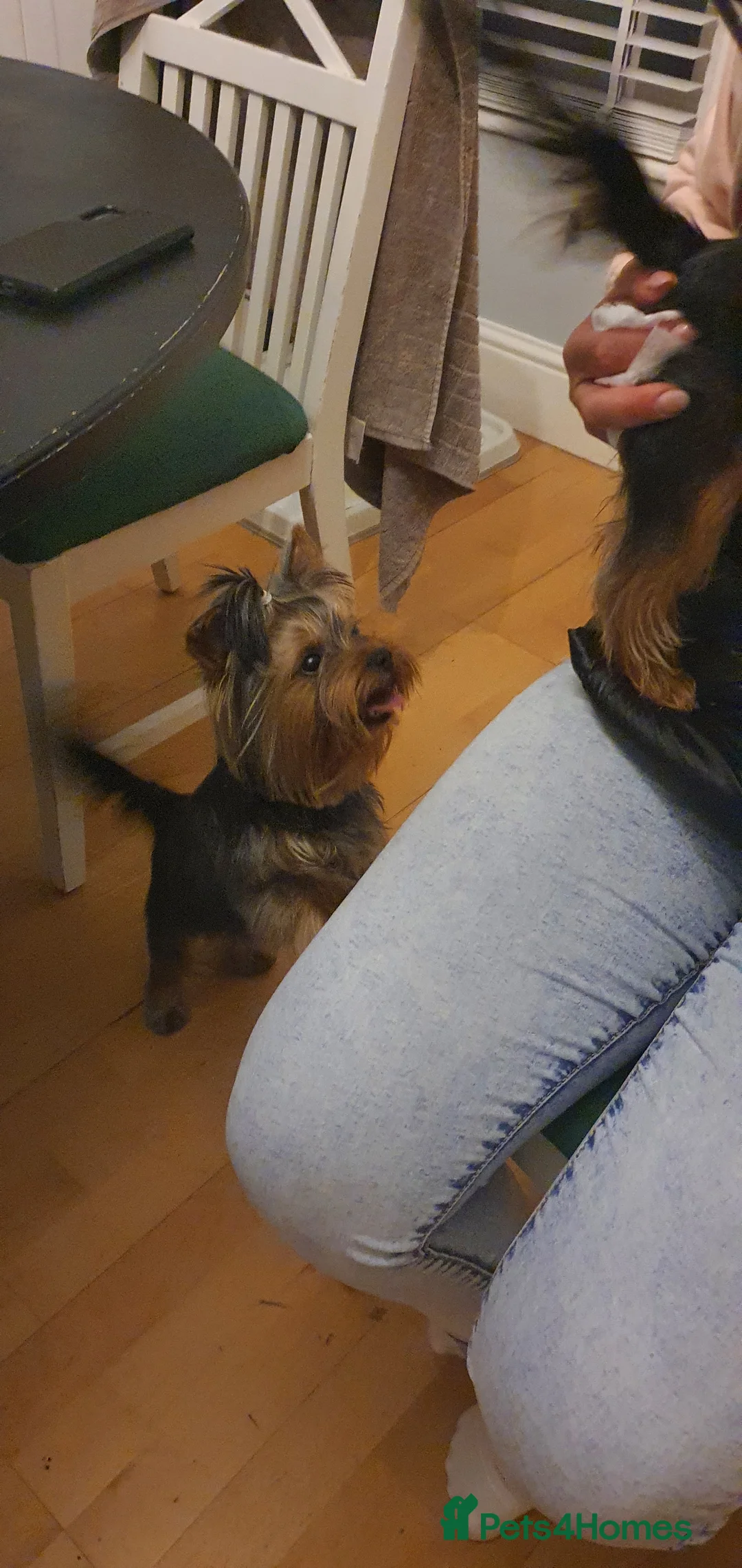 Yorkshire Terrier dogs for stud: KCReg Assured Breeder/Benjamin looking for a date in Southampton - Advert 11