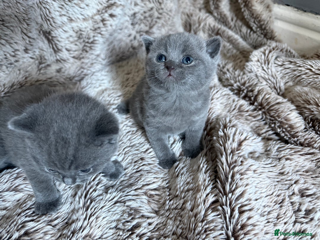 British Shorthair cats for sale: Beautiful GCCF British Shorthair Kittens - Advert 5