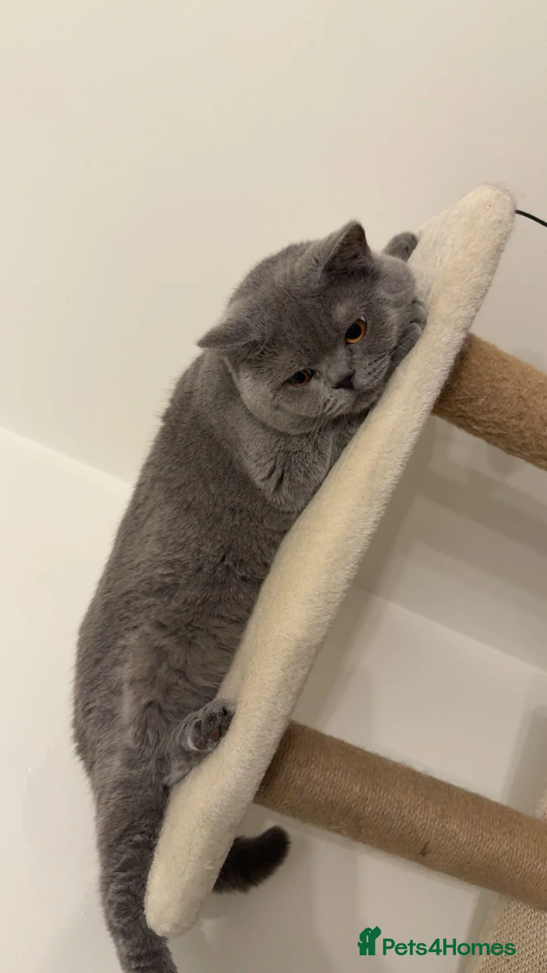 Brazilian Shorthair cats for sale: Milo Looking for a Loving Home  - Advert 4