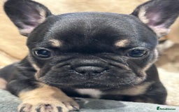 French Bulldog dogs for sale: Quality Frenchbull dogs - Image 4