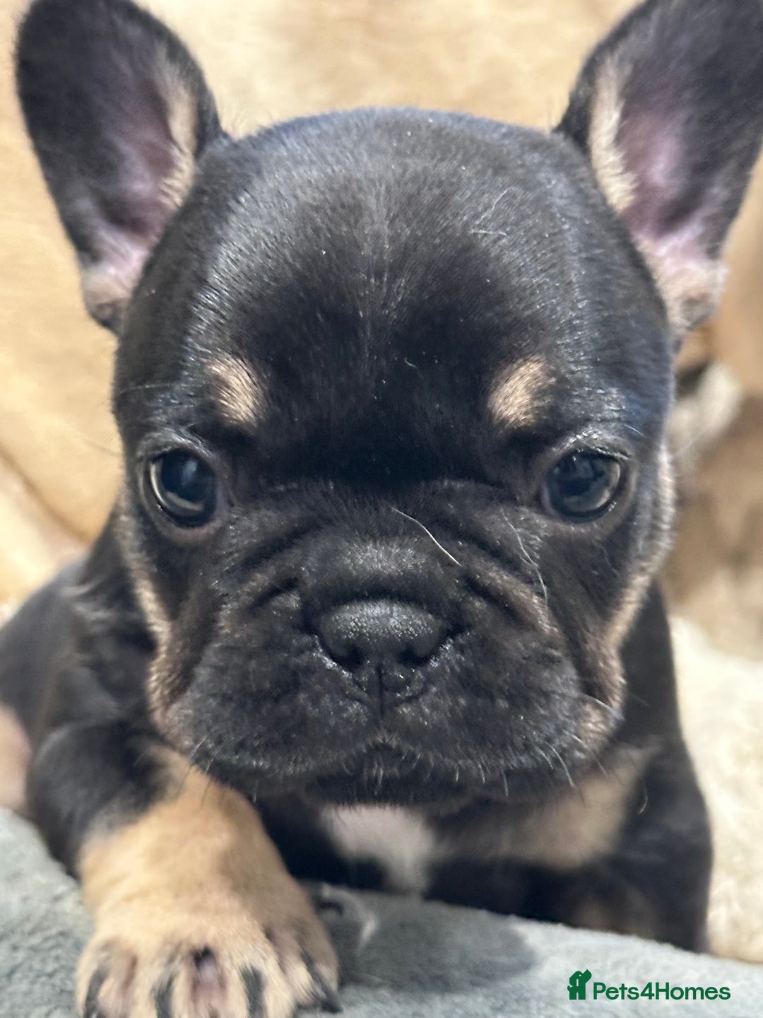 French Bulldog dogs for sale: Quality Frenchbull dogs - Image 4