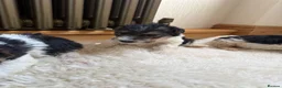 Fox Terrier dogs for sale: Fox terriers  in Middlesbrough - Advert 5