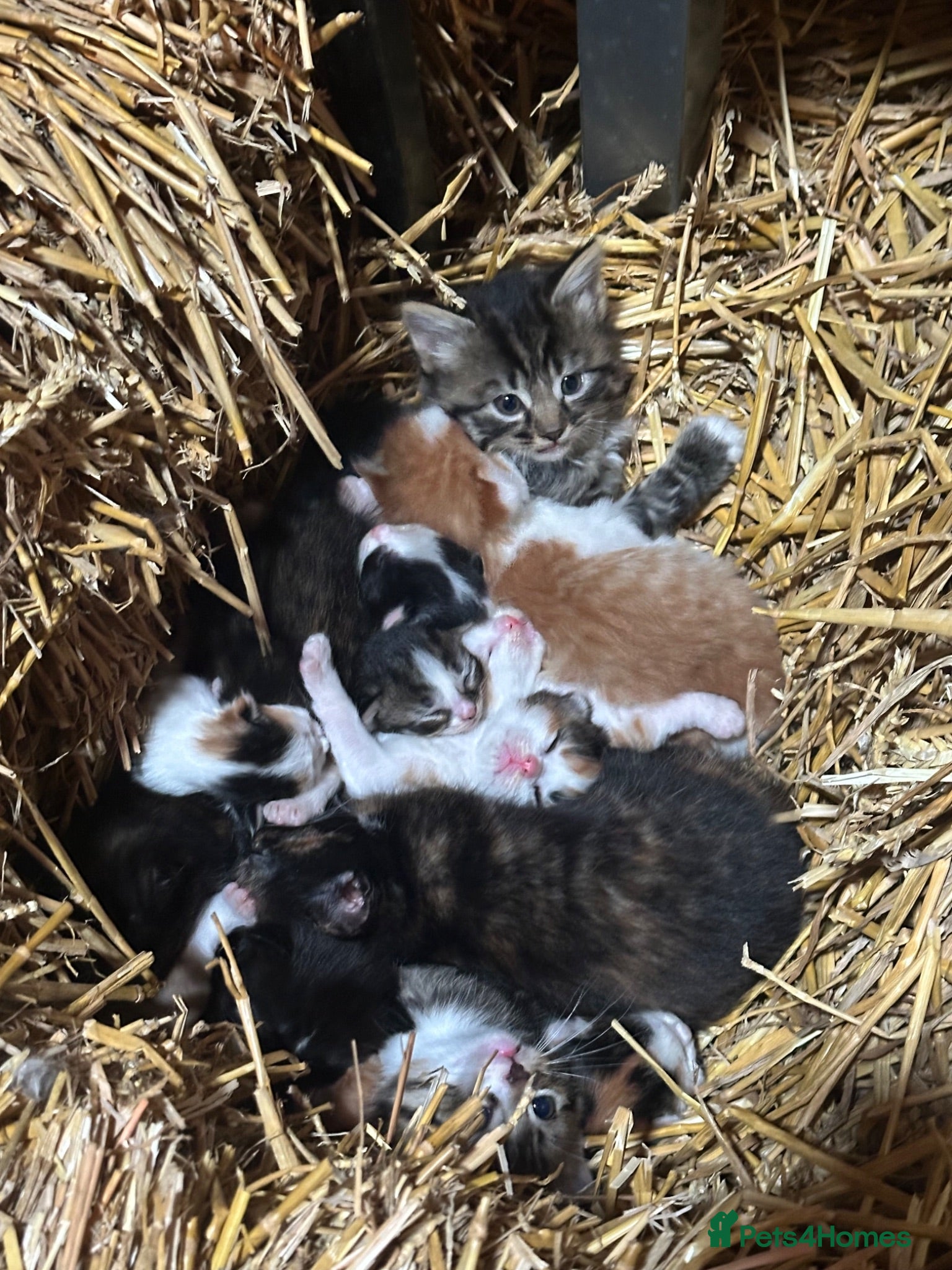 Mixed Breed cats Farm kitten - Advert 18