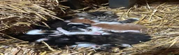 Mixed Breed cats for sale: Farm kitten - Advert 1