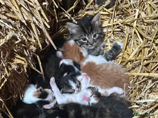 Mixed Breed cats Farm kitten - Advert 1
