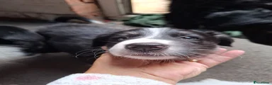 Border Collie 2