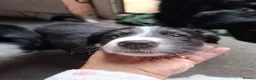 Border Collie dogs for sale: 2 beautiful male collies for sale  - Advert 3