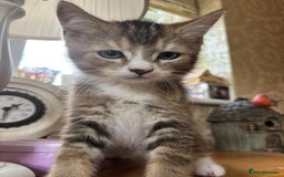 Mixed Breed cats for sale: Last 6 persian mix kittens ready now - Image 12