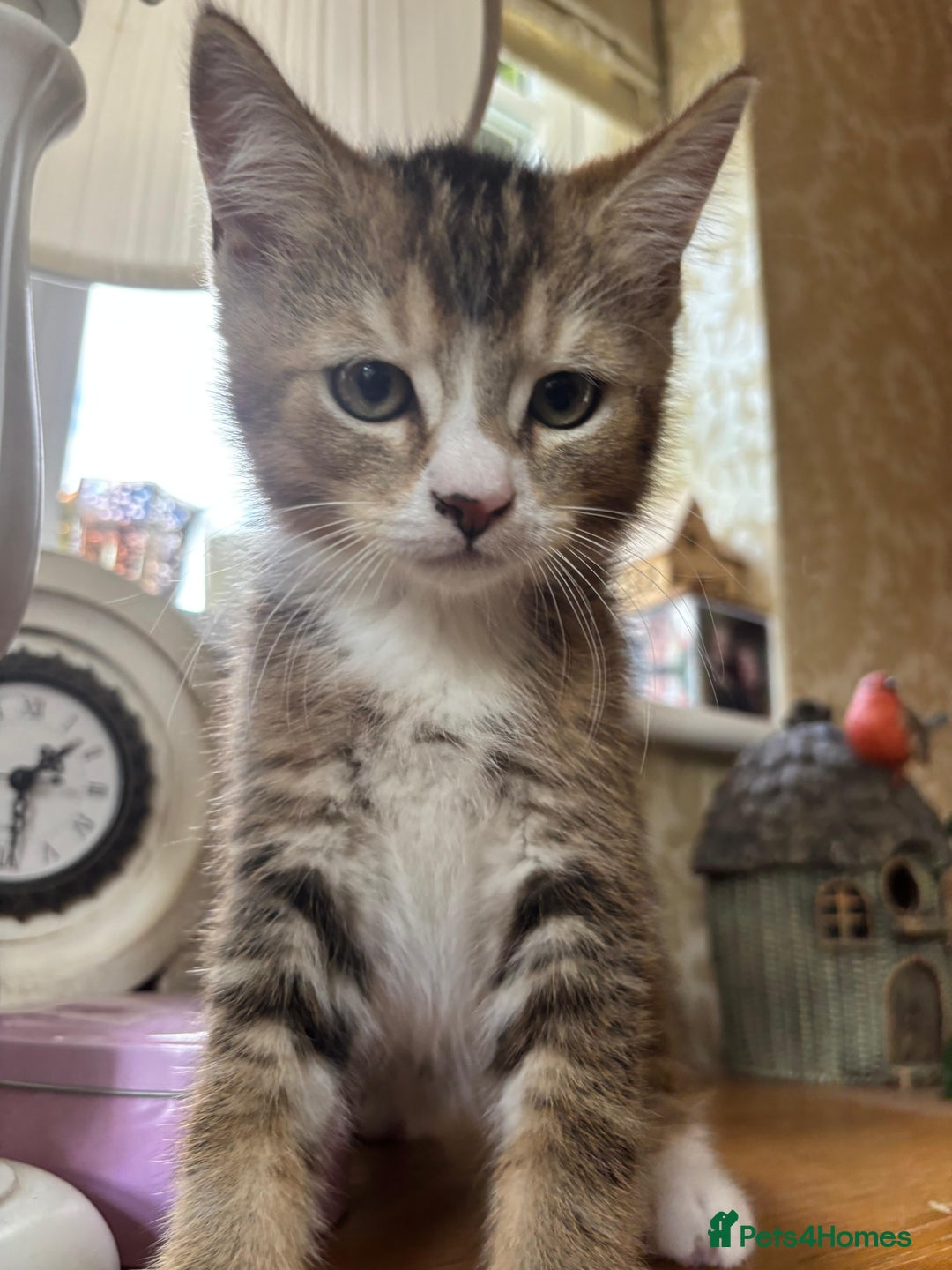 Mixed Breed cats for sale: Last 6 persian mix kittens ready now - Image 12