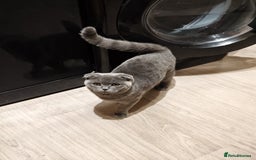 Scottish Fold cats for sale: Last British Shorthair kitten - Advert 35